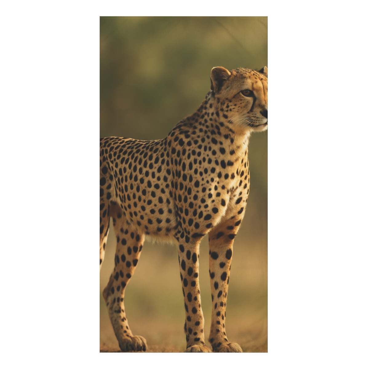Starlit Sprint Cheetah unique gift towels