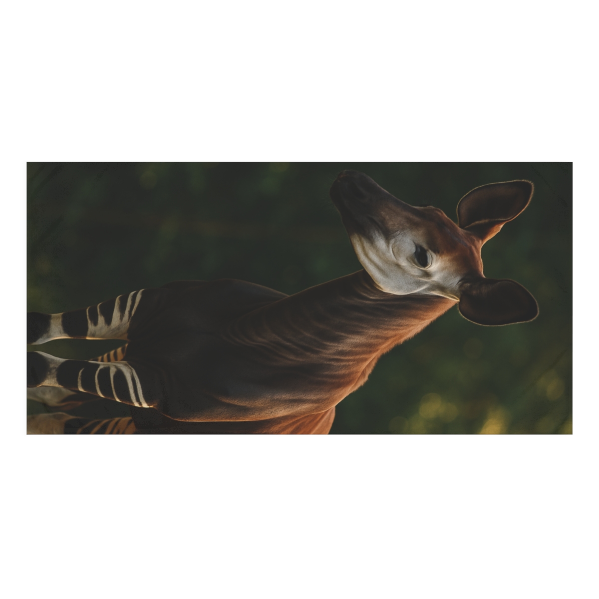 Starlit Stillness Okapi designer printed towels