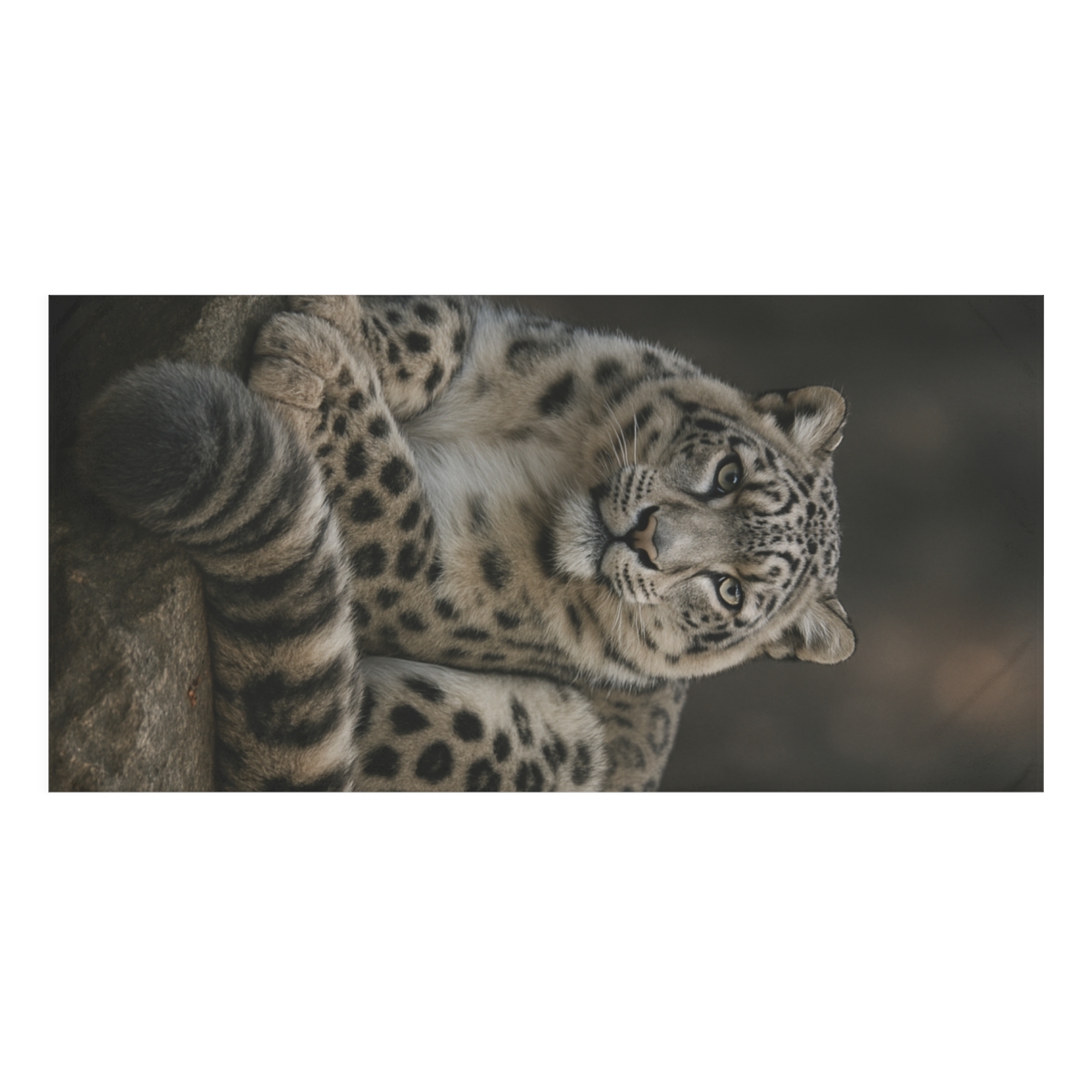 Starlit Stillness Snow Leopard unique gift towels