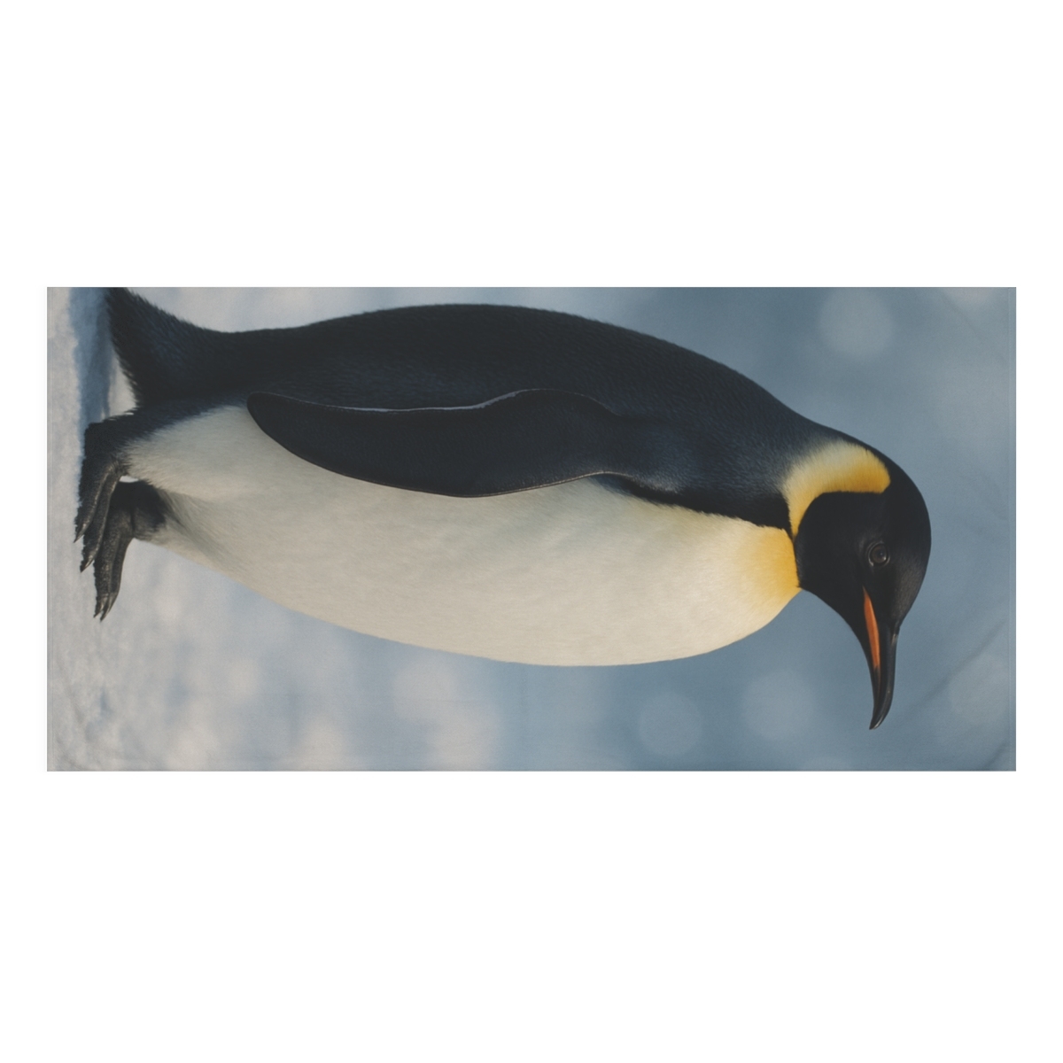 Starlit Vanguard Emperor Penguin unique gift towels