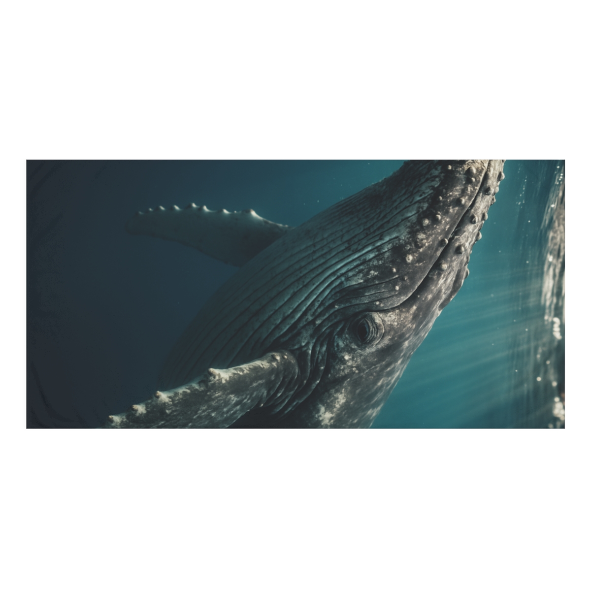 Starwave Singer Humpback Whale comfortable face towels