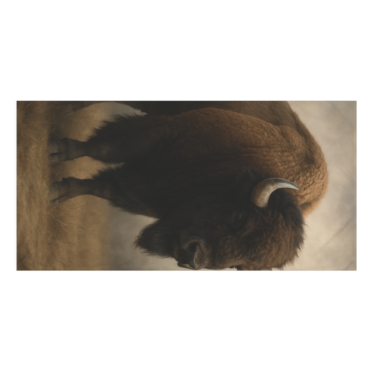 Storm Crown American Bison custom towels