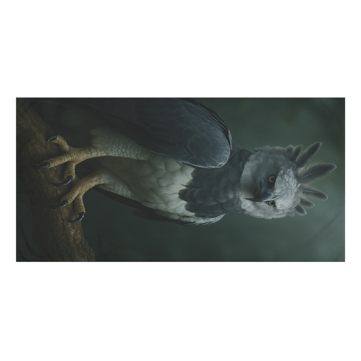 Storm Crown Harpy Eagle unique gift towels