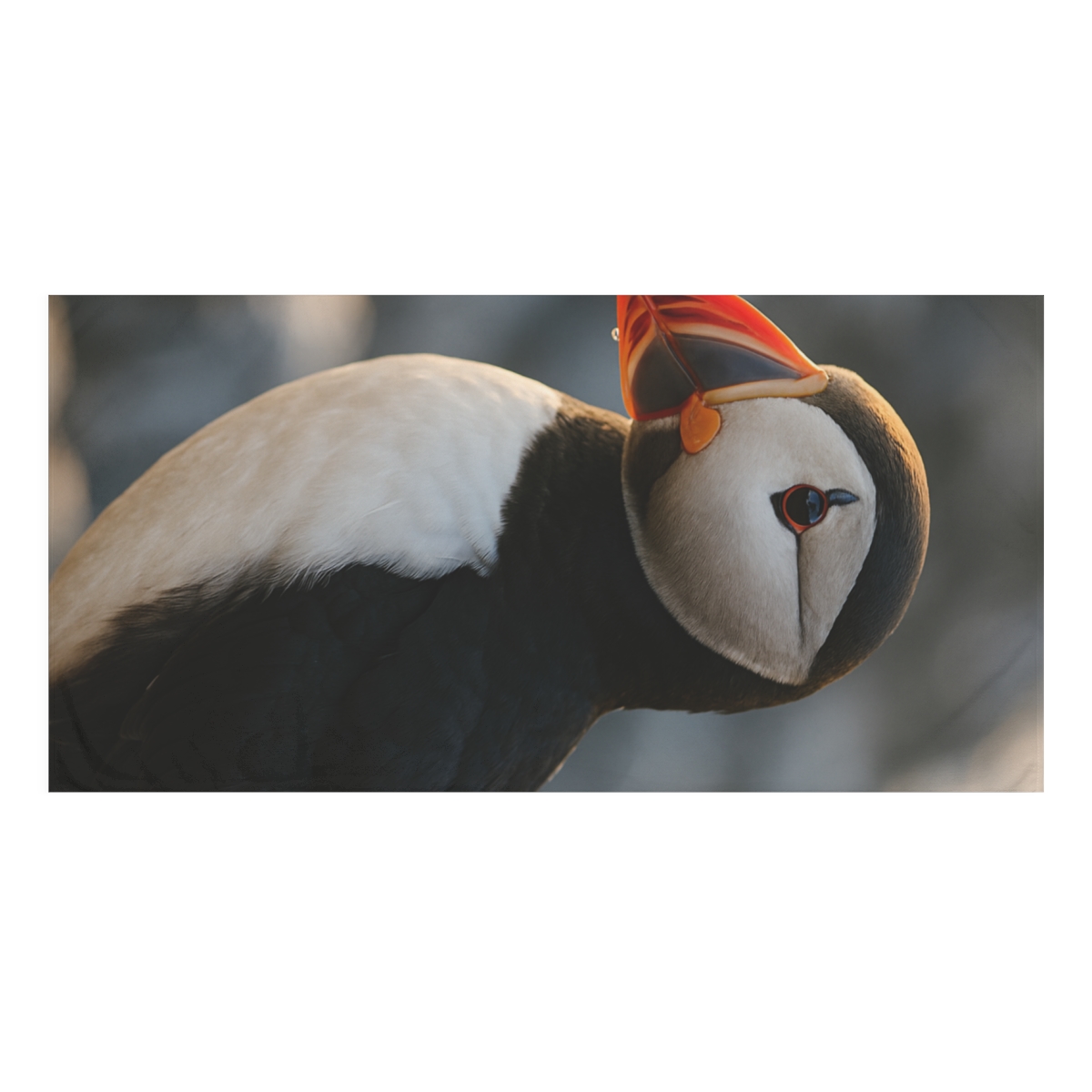 Sunlit Perch Atlantic Puffin custom towels