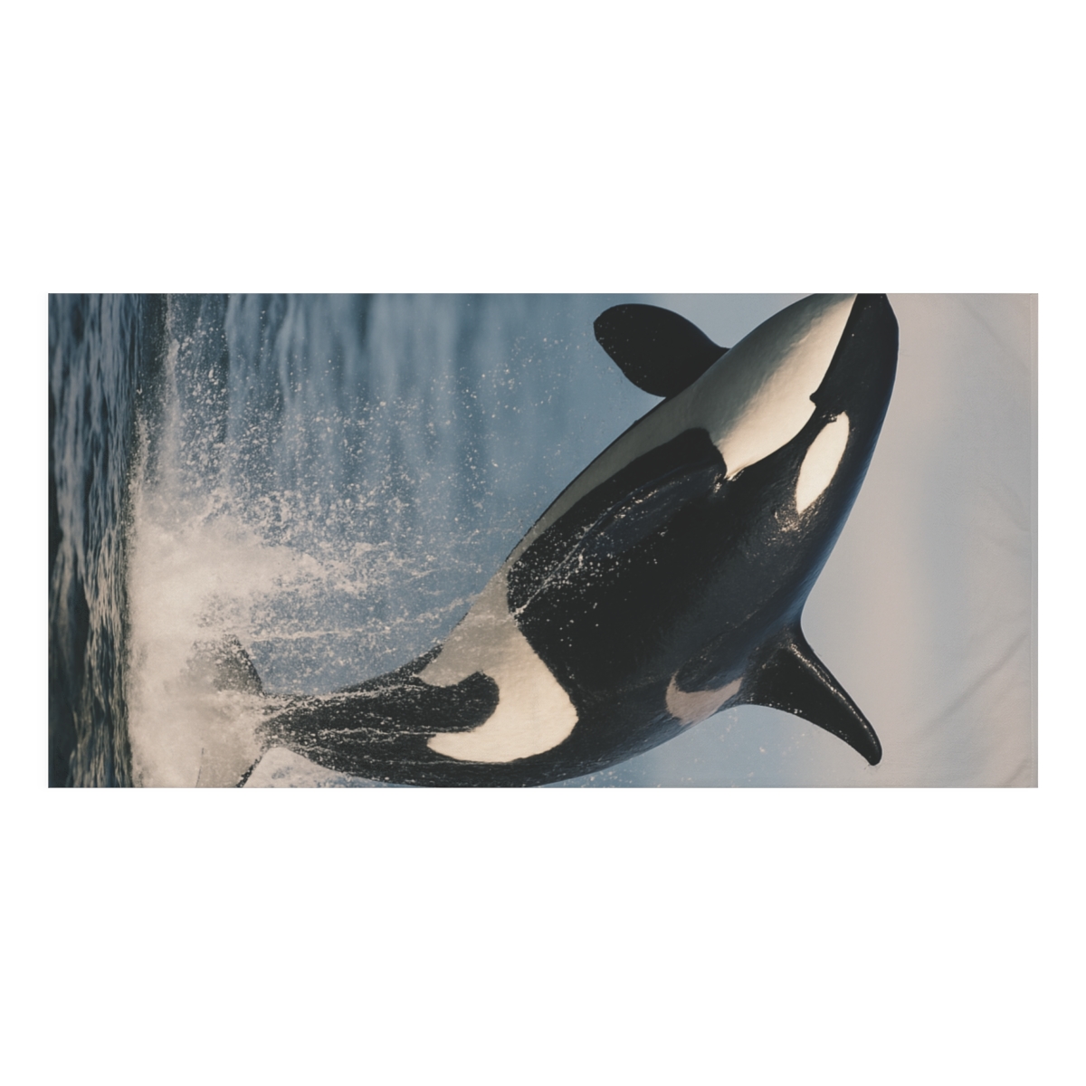 Surf Monarch Orca stylish beach towels