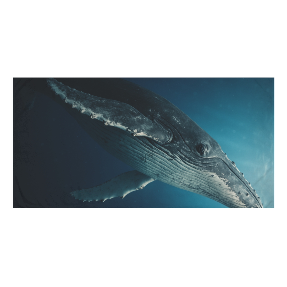 Tidal Choir Humpback Whale soft cotton towels