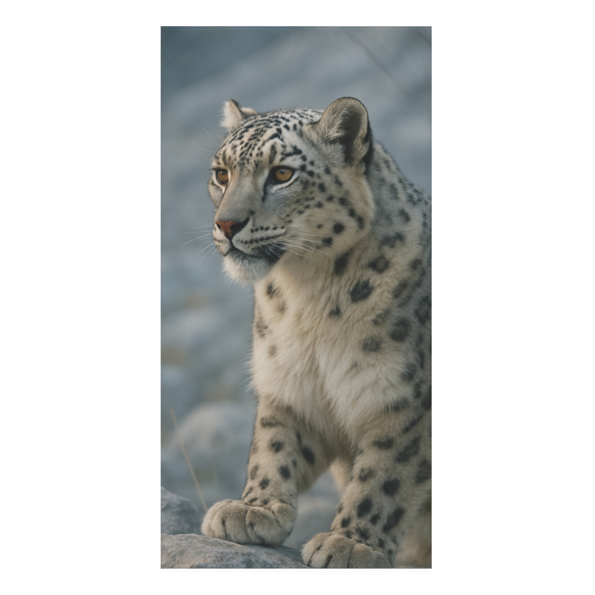 Twilight Ridge Snow Leopard unique gift towels