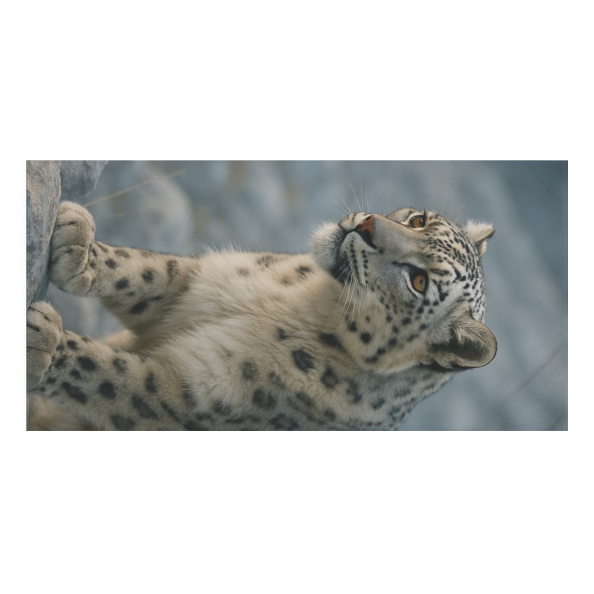 Twilight Ridge Snow Leopard unique gift towels