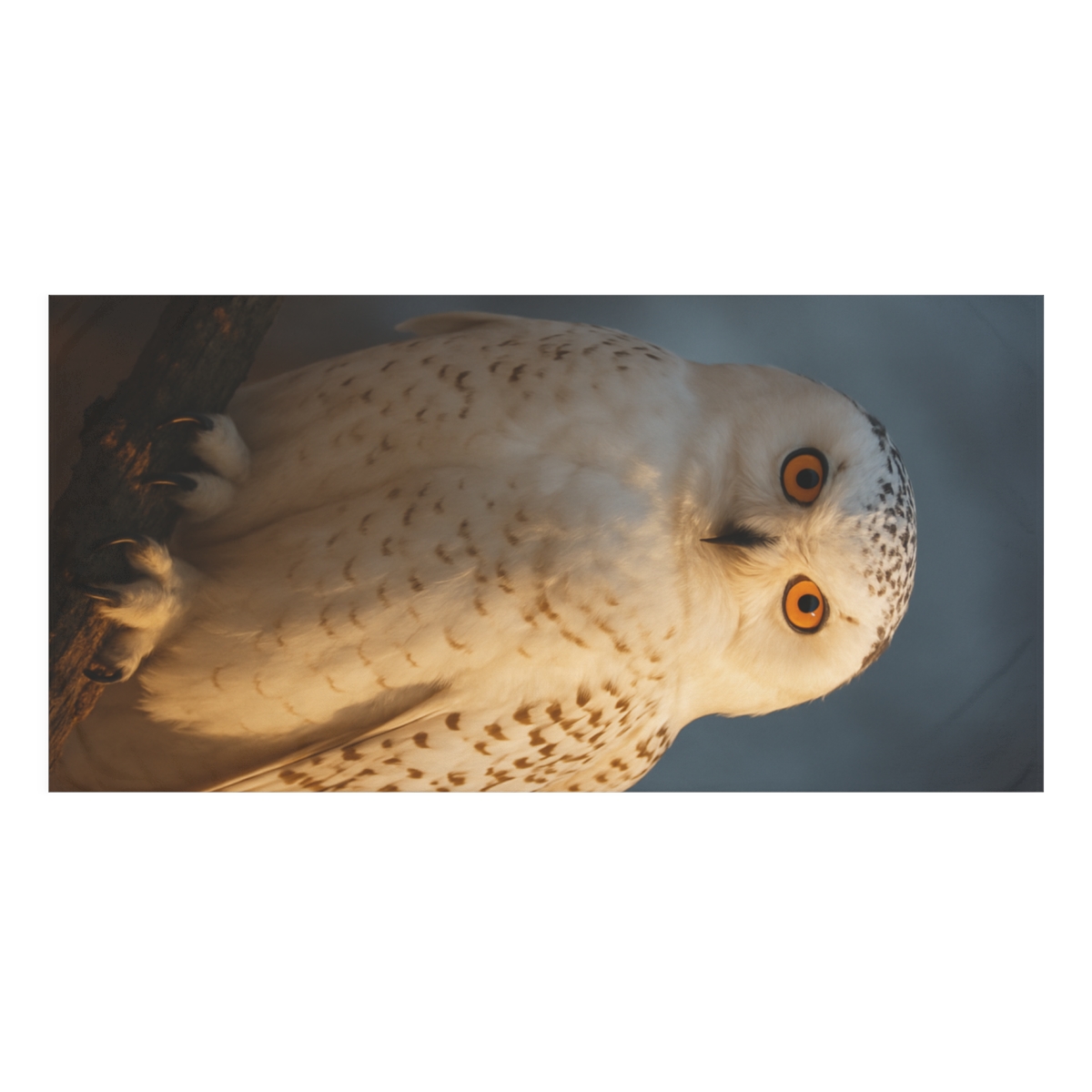 Twilight Watcher Snowy Owl designer printed towels