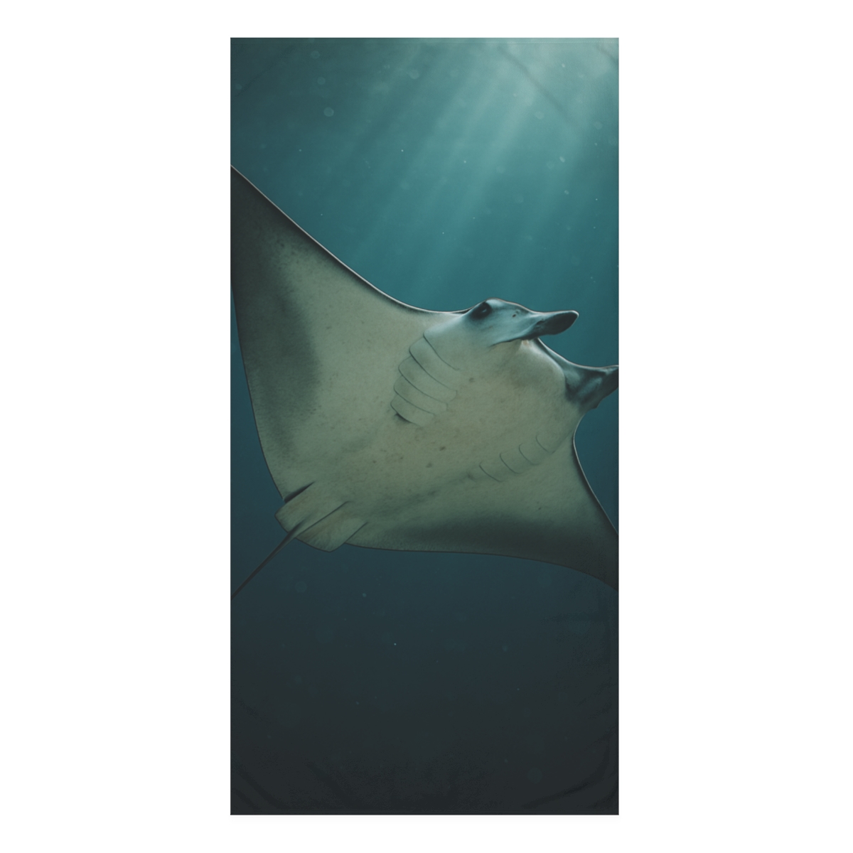 Velvet Drift Manta Ray personalized bath towels