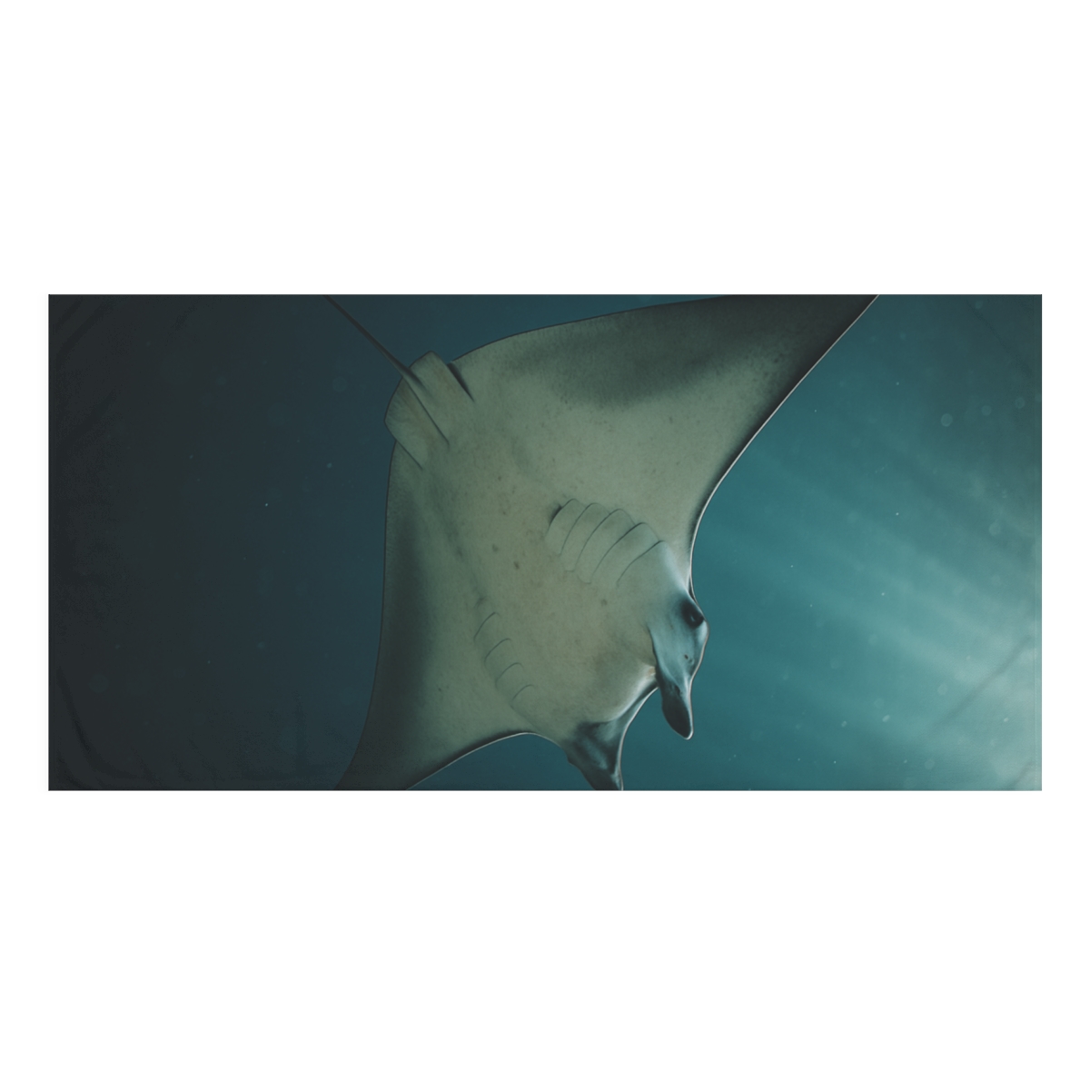 Velvet Drift Manta Ray personalized bath towels