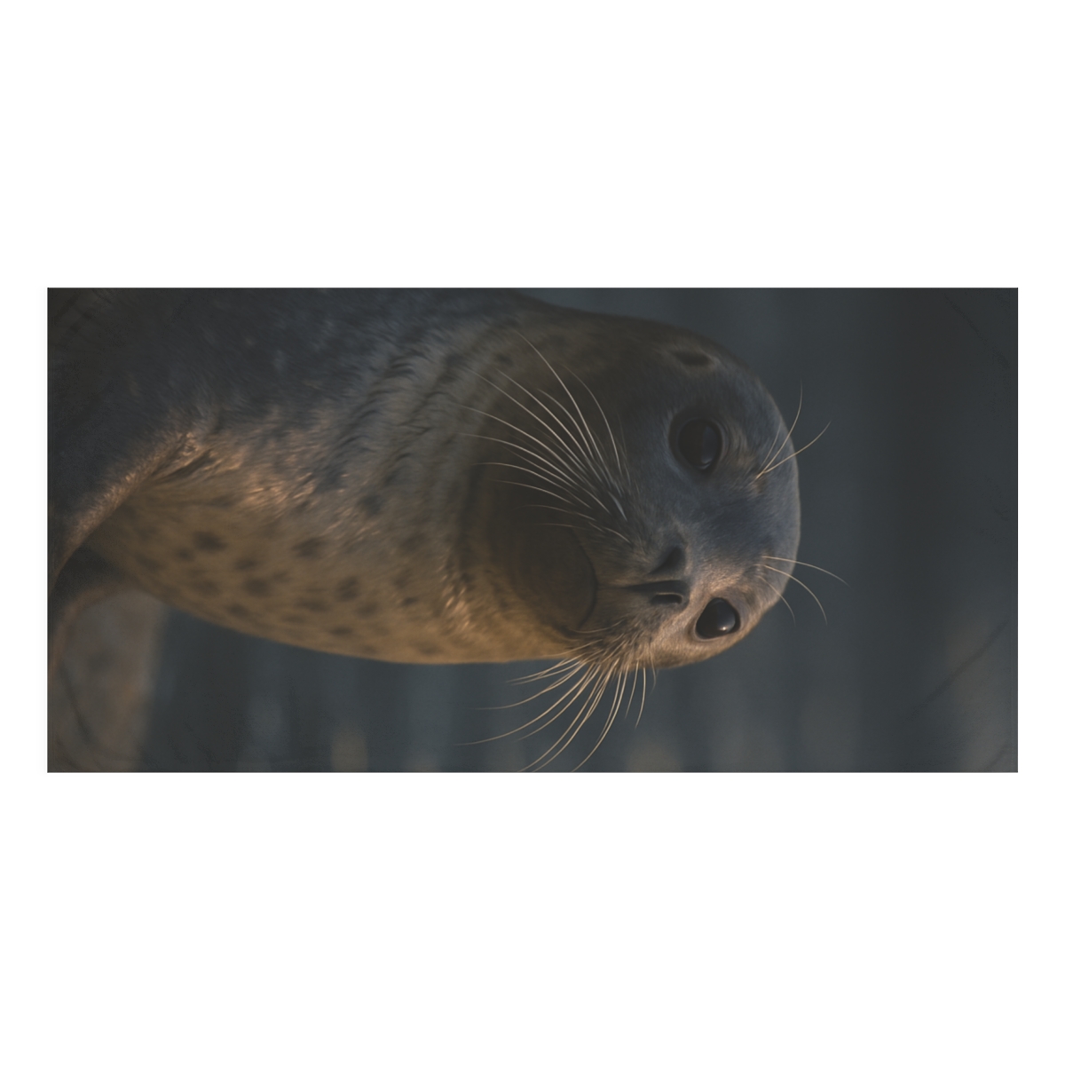 Velvet Dusk Harbor Seal custom towels