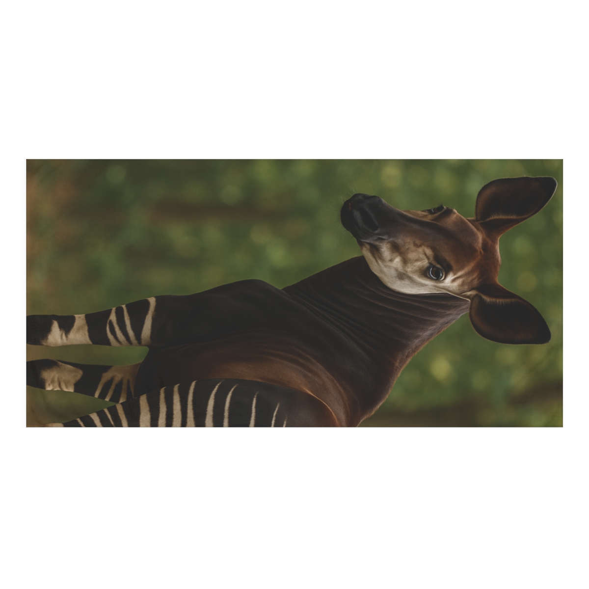 Velvet Shadow Okapi designer printed towels