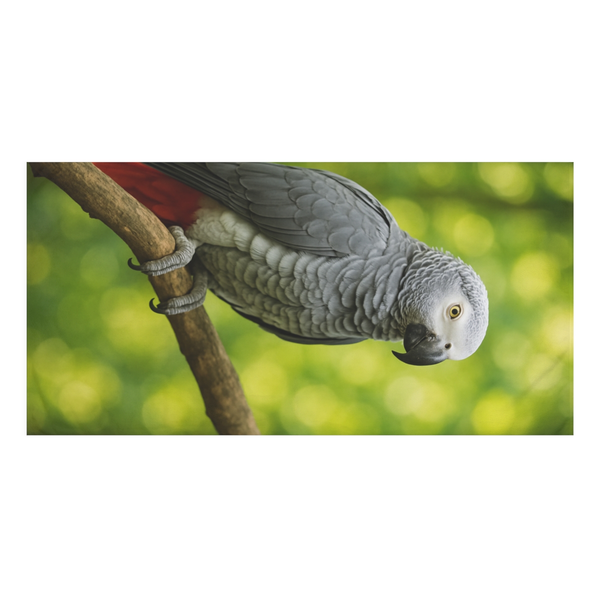 Verdant Guardian African Grey Parrot custom towels