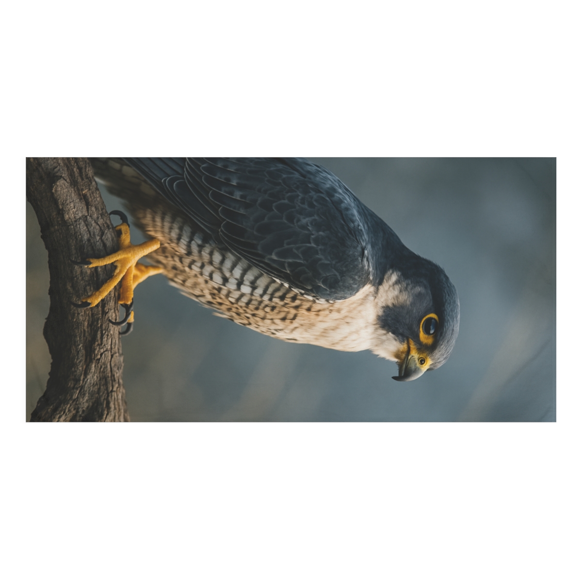 Wind Arrow Peregrine Falcon soft cotton towels
