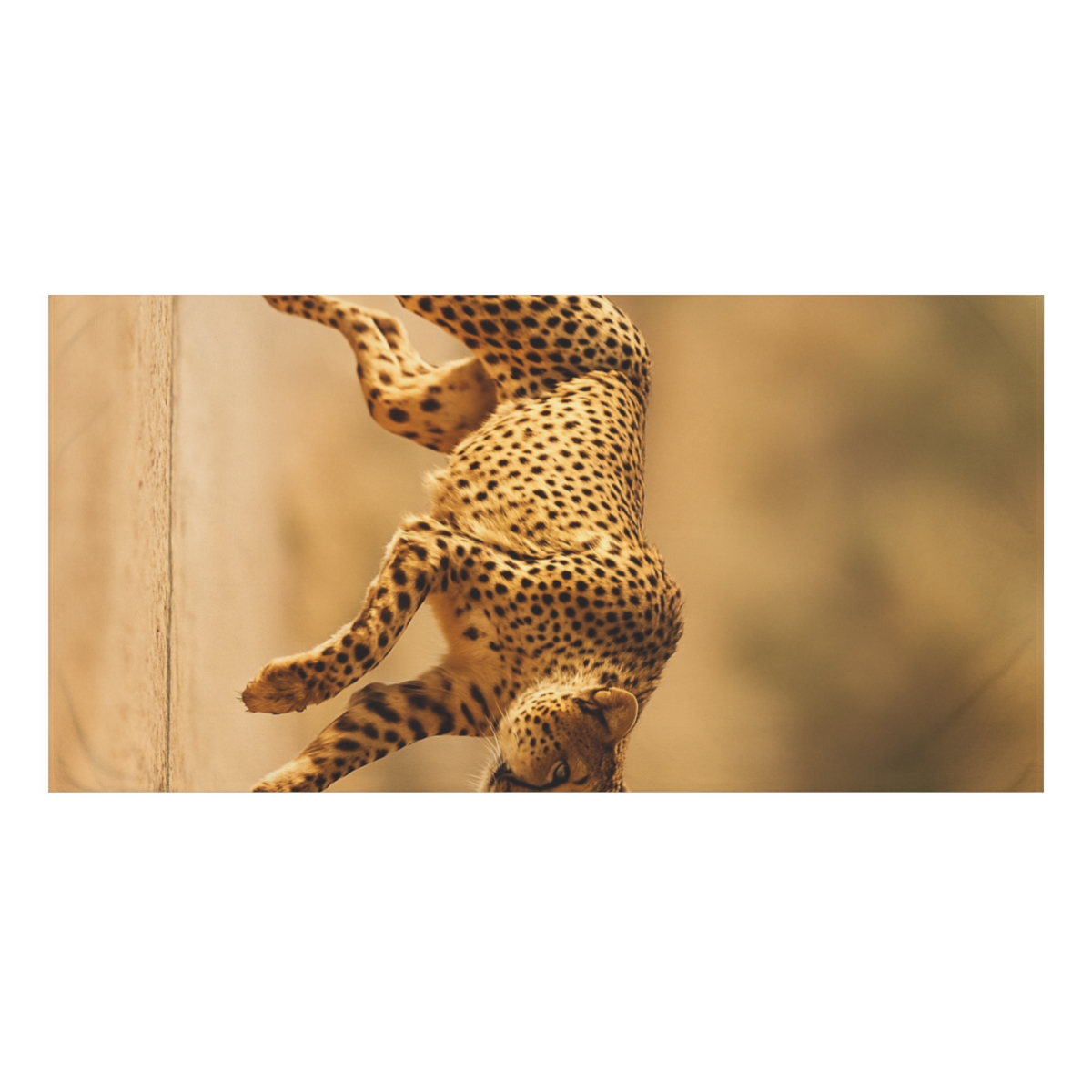 Wind Chase Cheetah unique gift towels