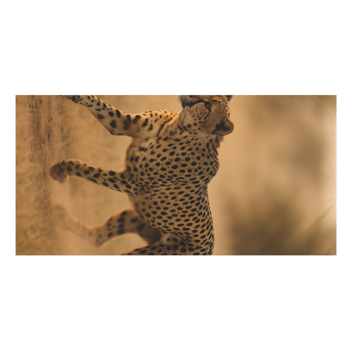 Wind Runner Cheetah stylish beach towels