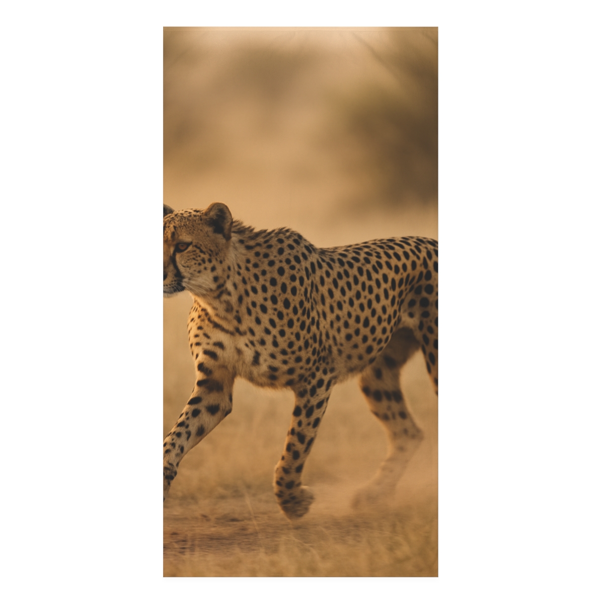 Wind Runner Cheetah stylish beach towels