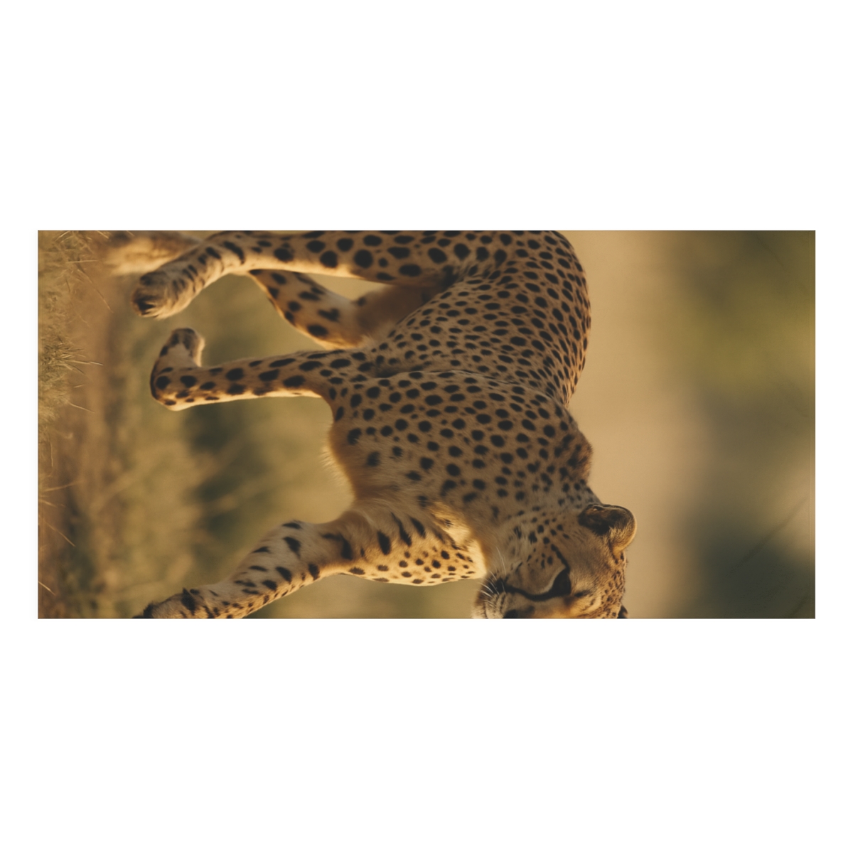 Wind Runner Cheetah designer printed towels