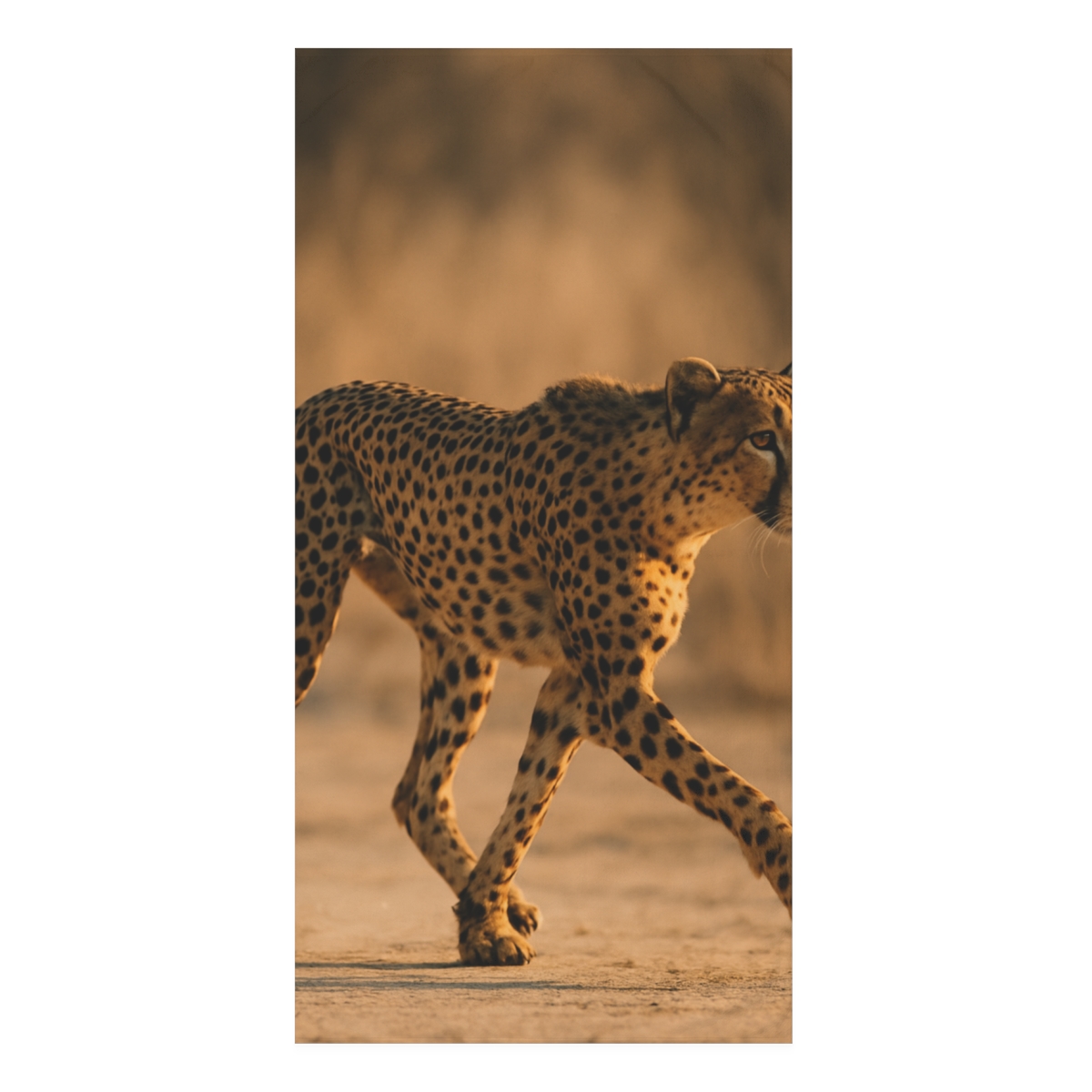 Wind Runner Cheetah personalized bath towels