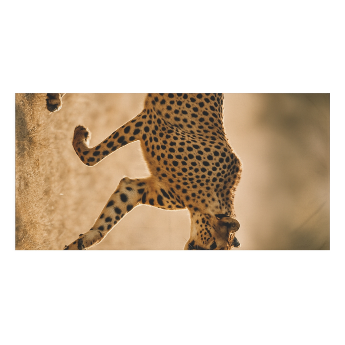 Wind Runner Cheetah trendy hand towels