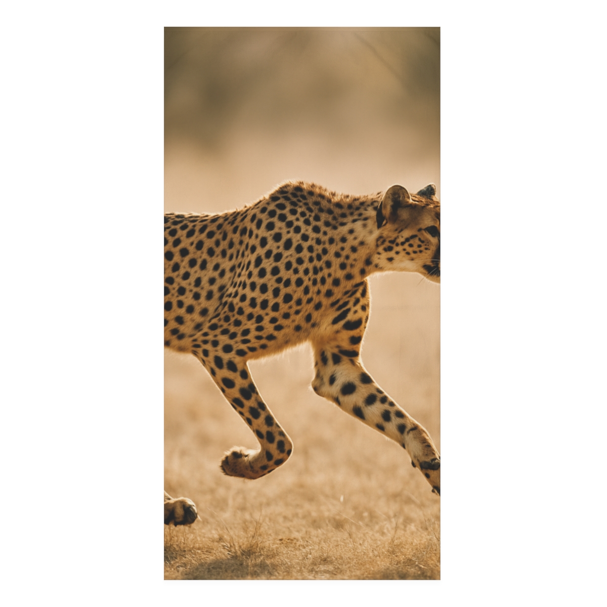 Wind Runner Cheetah trendy hand towels