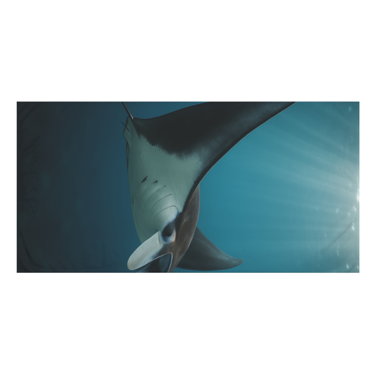 Winged Eclipse Manta Ray comfortable face towels