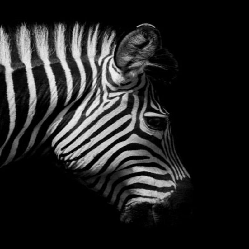 Nature Wildlife Africa Wild Animals Black White  - Canvas Wall Art Painting-Original Wall Arts