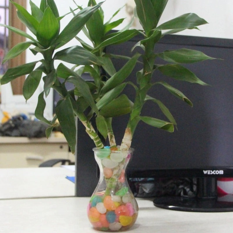 Aquarium Decoration for Freshwater and Saltwater Aquariums Precise Reliable and Easy to Install — front view