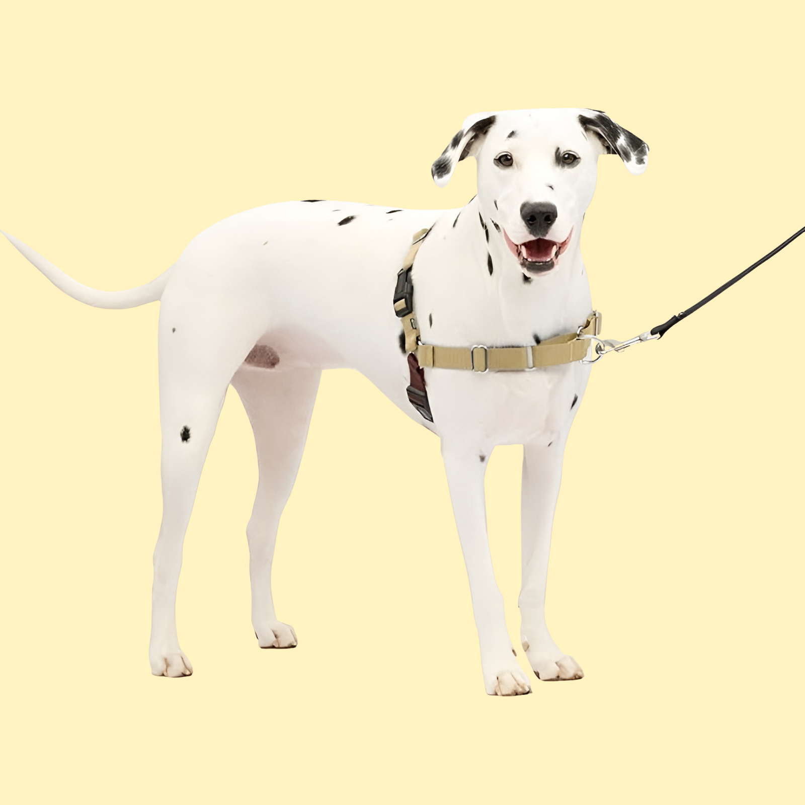 Easy Walk Dog Harness