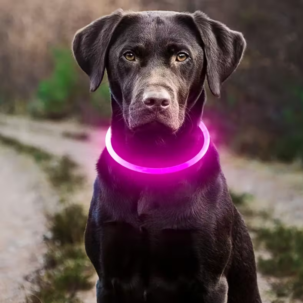 USB Rechargeable LED Light Dog Collar Anti-Lost Luminous SafetyLuminous Dog Collar With ABS Material And LED Lighting - Image 3