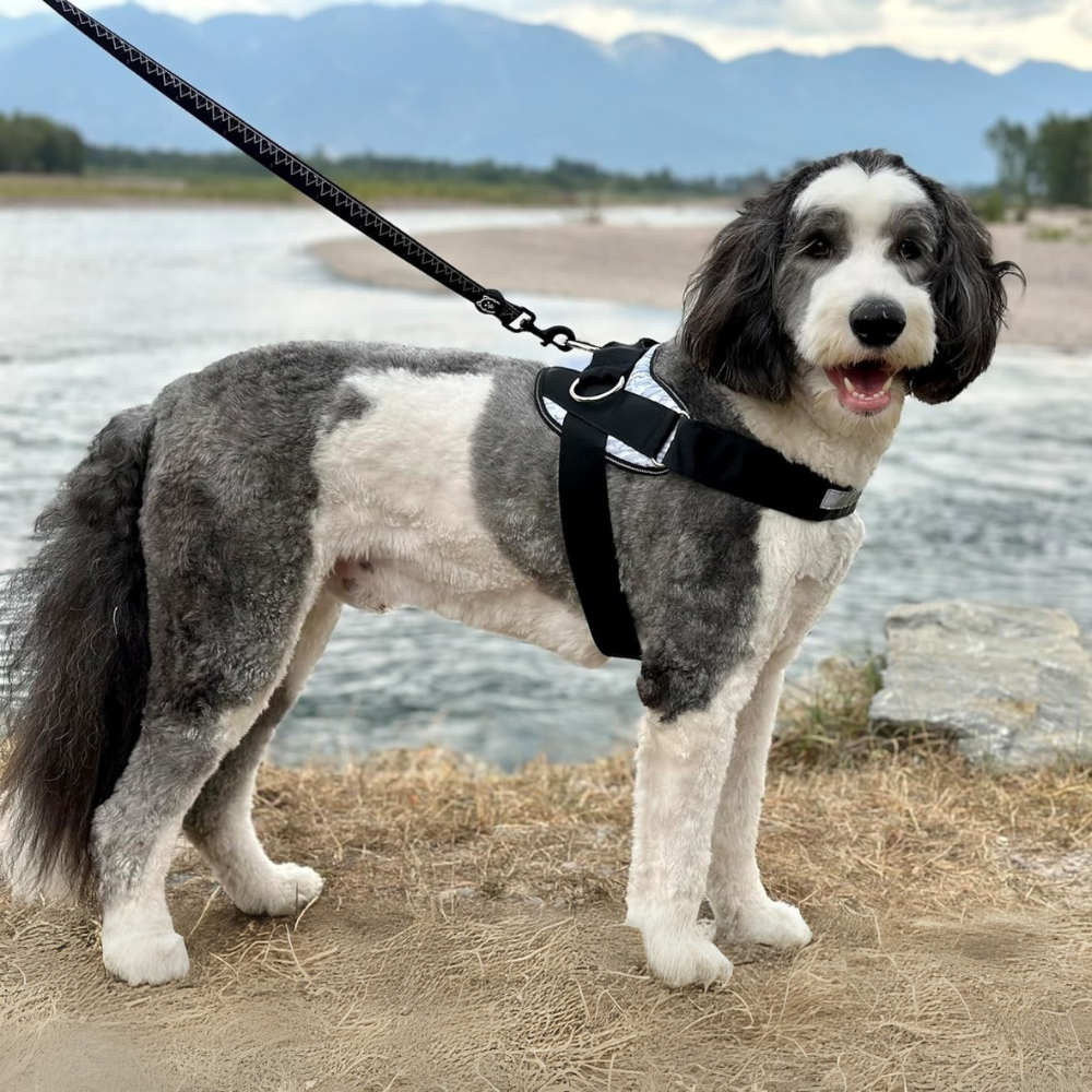 No Pull Dog Harness With 3 Leash ClipsNo Pull Dog Harness With 3 Leash Clips - Image 2