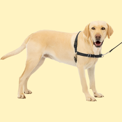 Easy Walk Dog Harness
