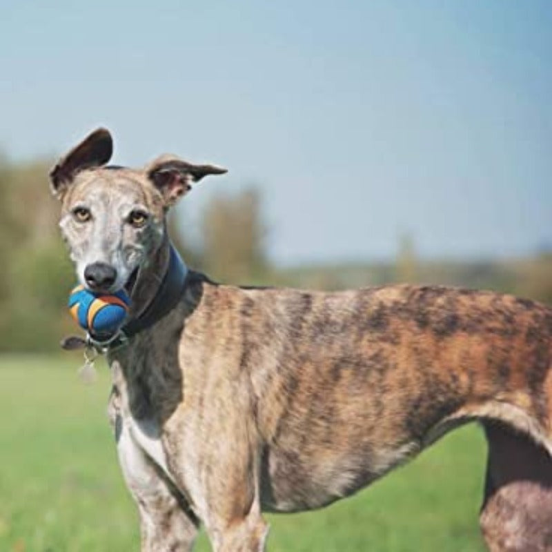 Ultra Squeaker BallUltra Squeaker Ball - Image 2