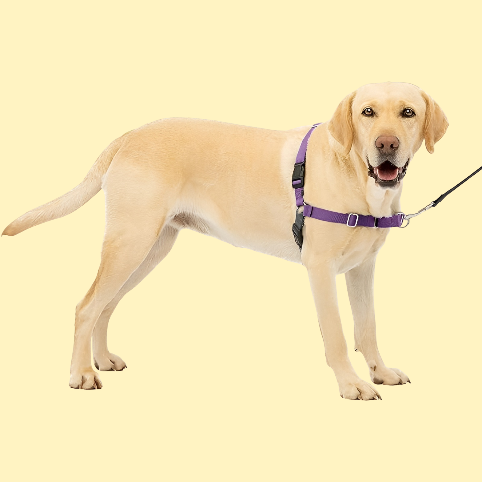 Easy Walk Dog Harness