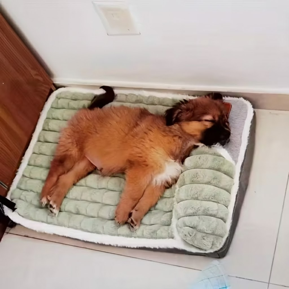 Four Seasons Dog Bed Mat with Removable Washable Winter PadWashable Dog Bed Mat With Winter Padding - Image 2