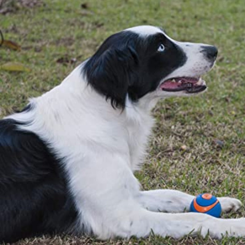 Ultra Squeaker BallUltra Squeaker Ball - Image 3