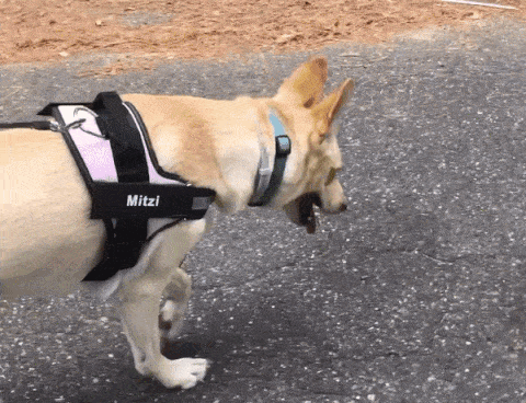 Dog wearing harness animation