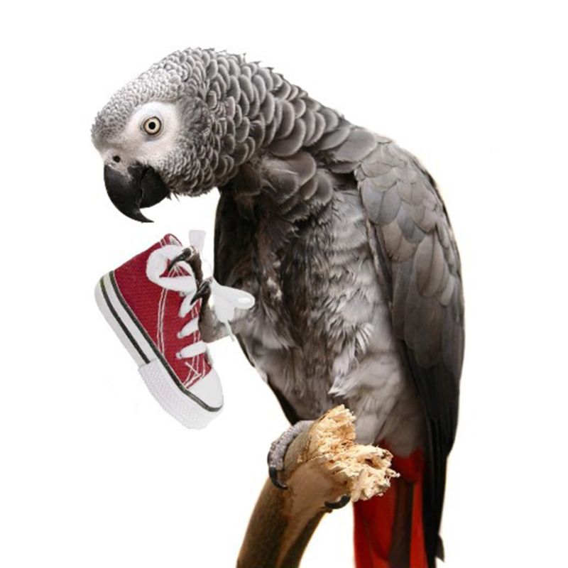 Wood Dog Chew Toy for Small to Large Dogs Durable Non-toxic Playtime Entertainment — view 7