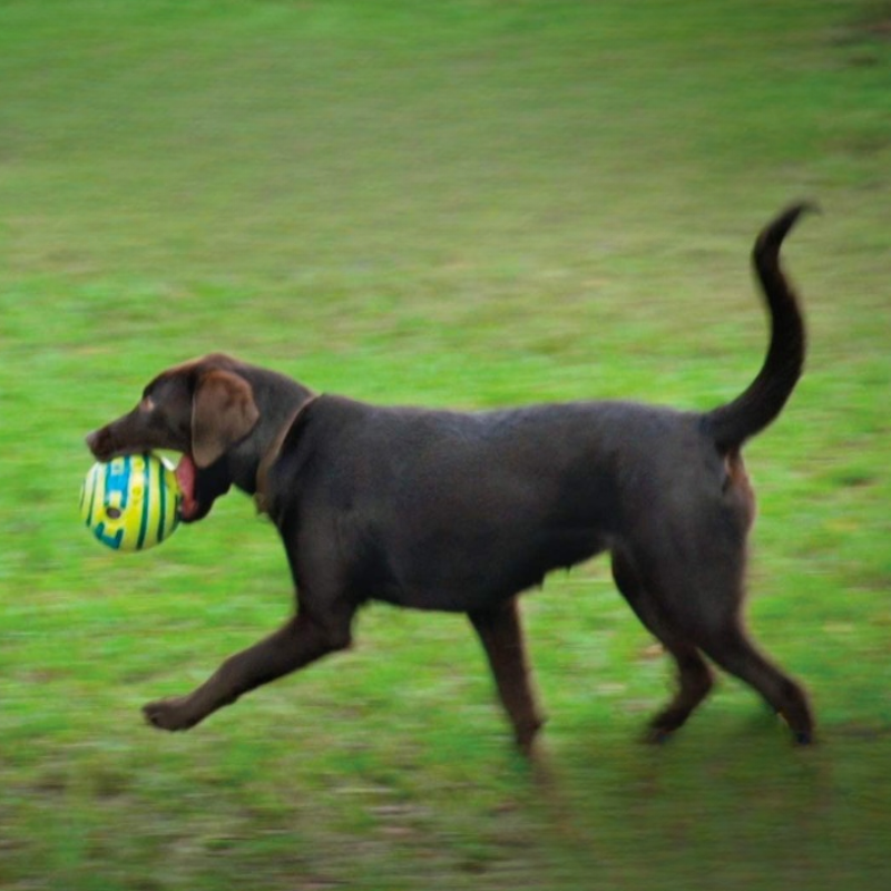 Giggle Ball, Interactive Dog ToyGiggle Ball, Interactive Dog Toy - Image 4