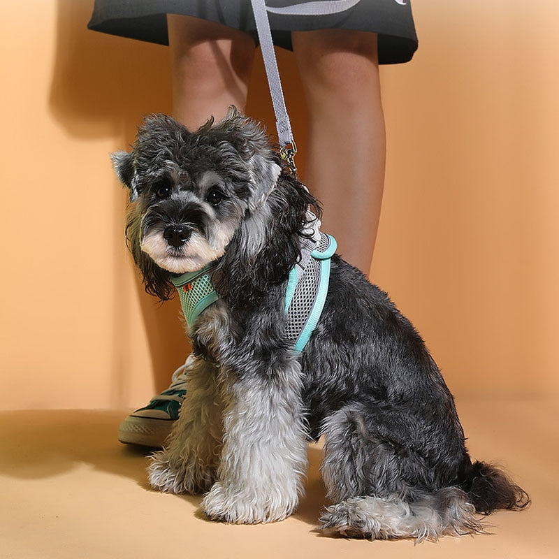 Pastel Colors Dog Harness Leash SetPastel Colors Dog Harness Leash Set - Image 4