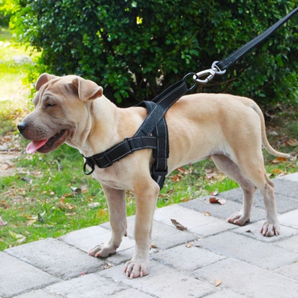 Nylon Dog HarnessNylon Dog Harness - Image 7