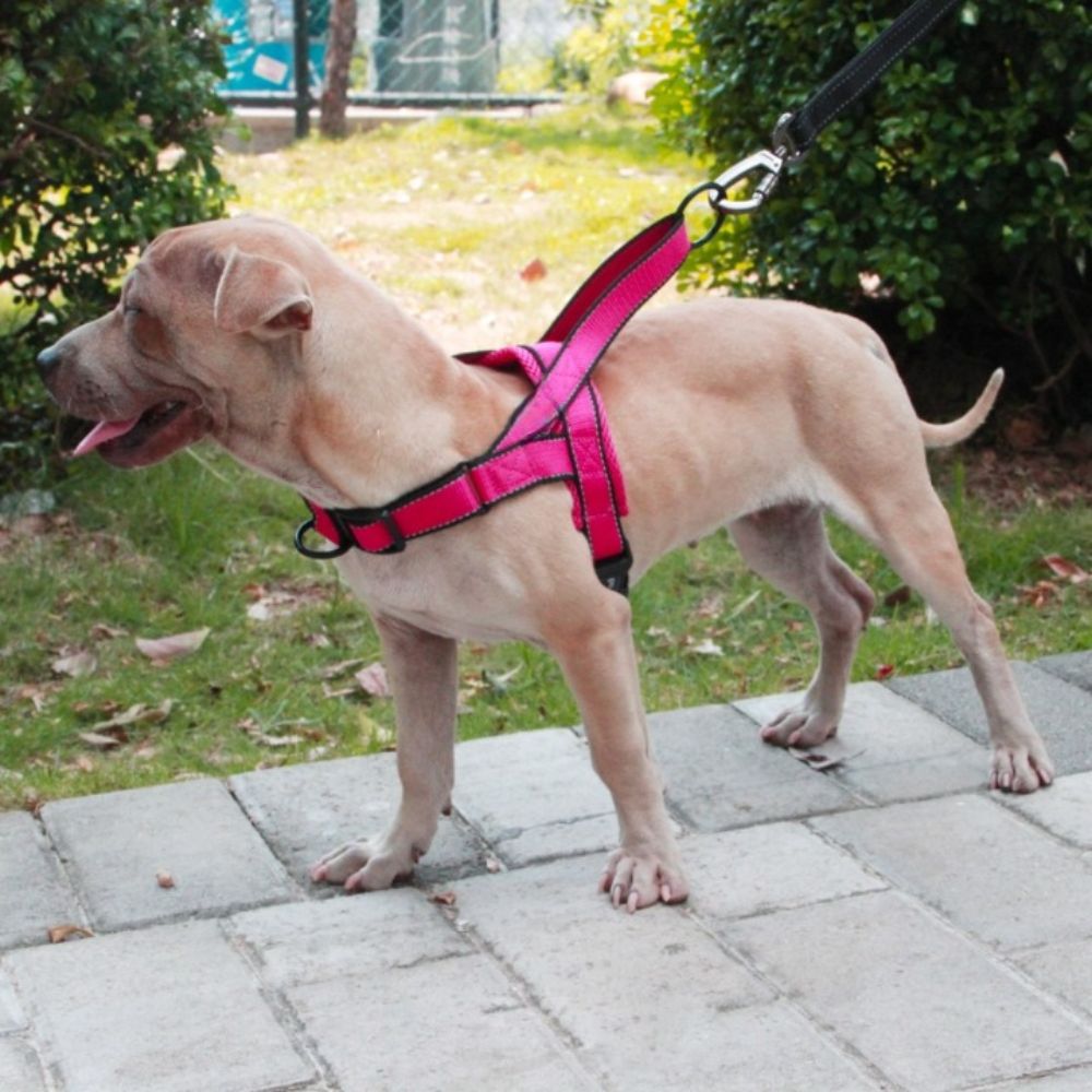 Nylon Dog HarnessNylon Dog Harness - Image 8