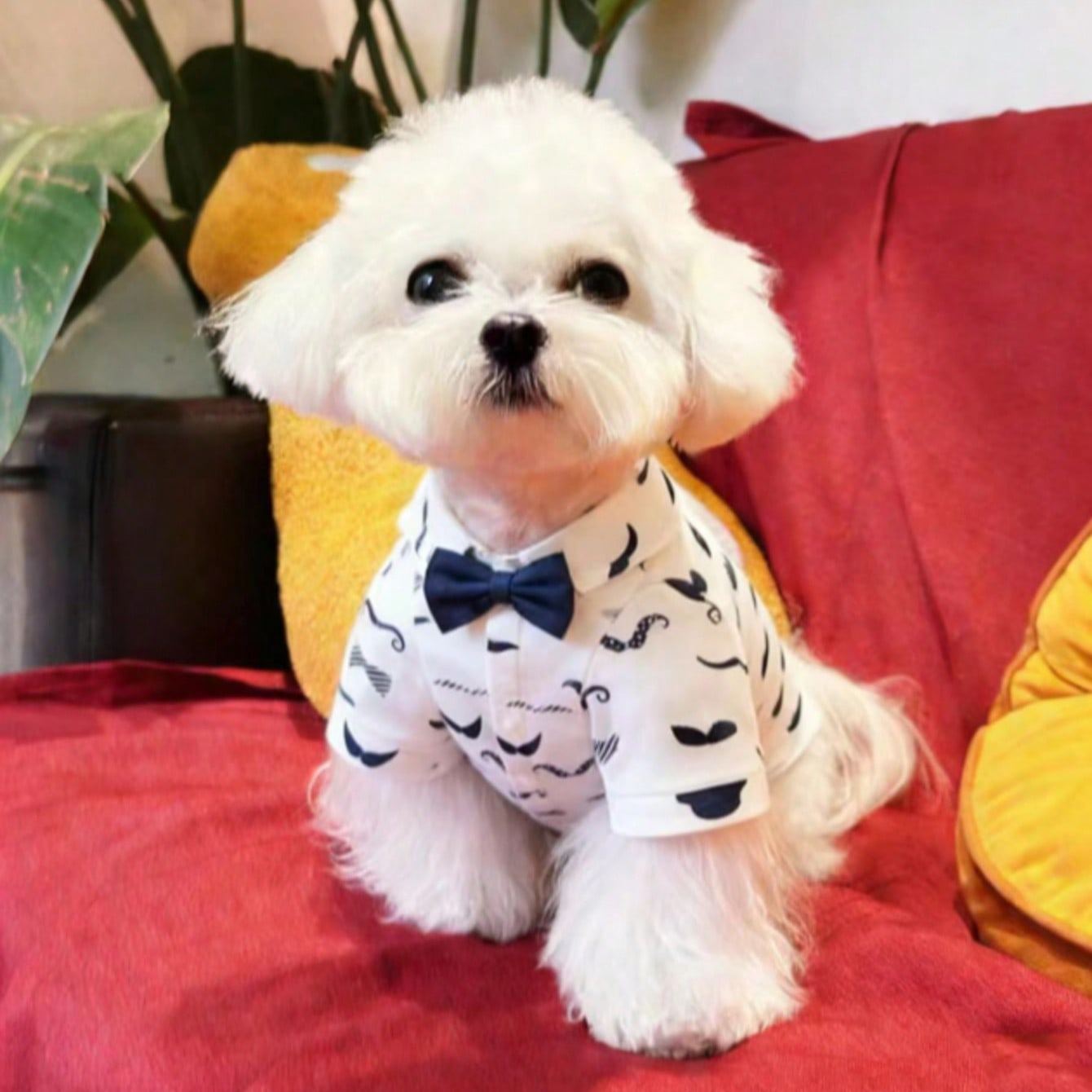Gentleman Casual Bow Tie Stylish & Cute Multi-Color Denim Print Shirt For Small Dogs