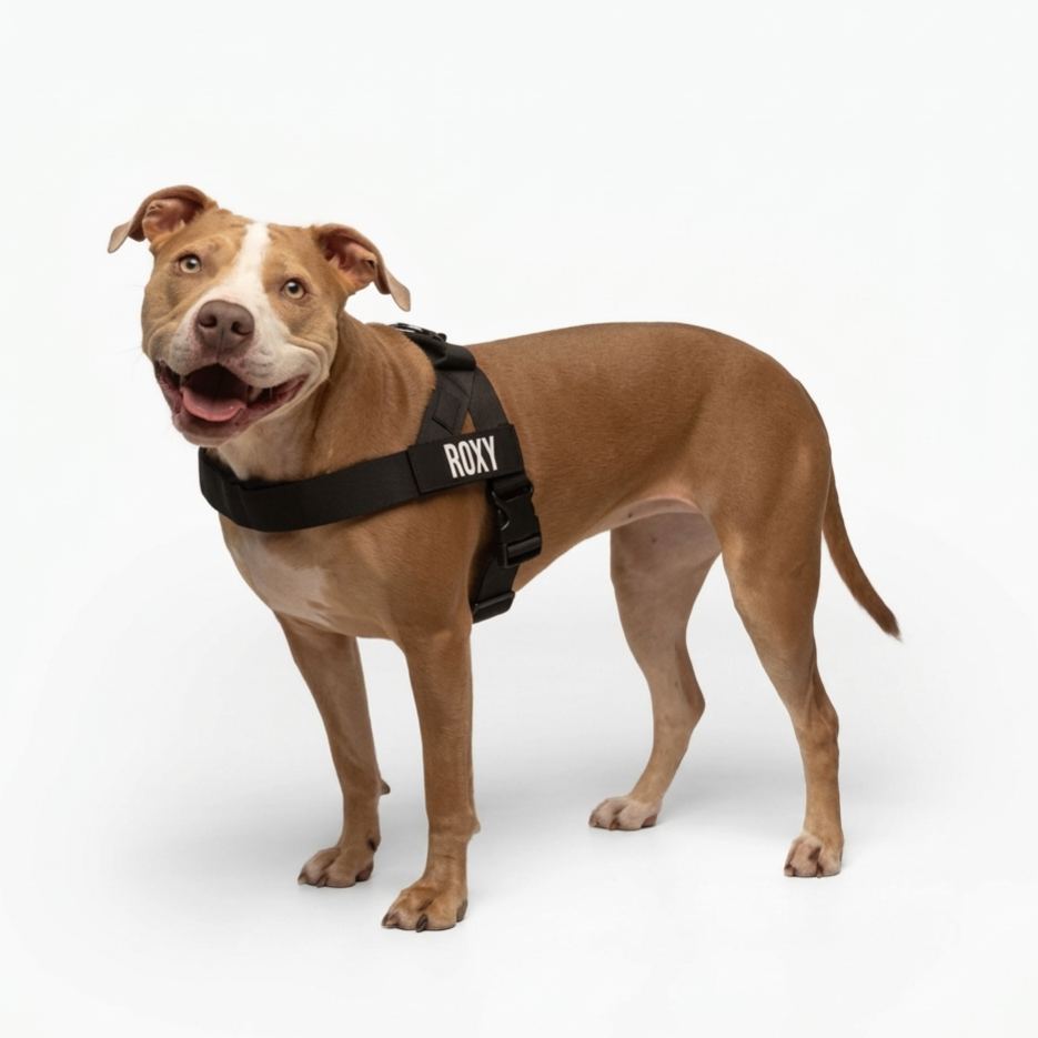 Adjustable Neck & Chafe Resistant Dog Harness