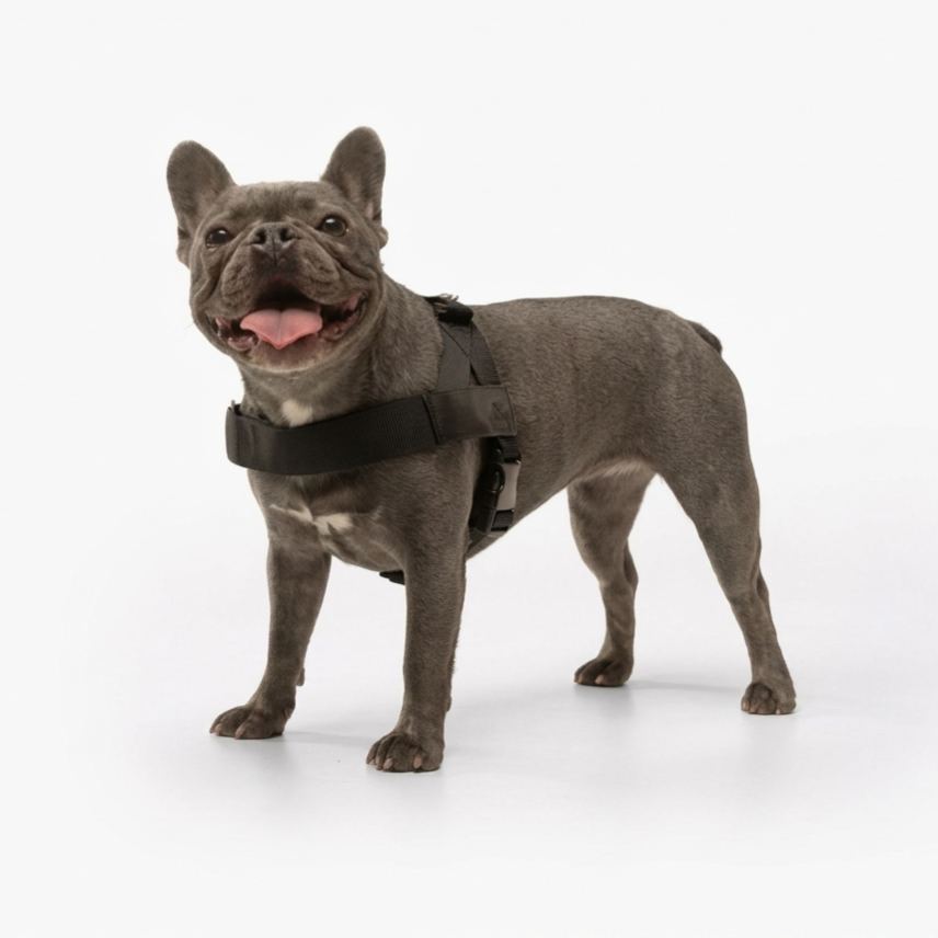 Adjustable Neck & Chafe Resistant Dog Harness
