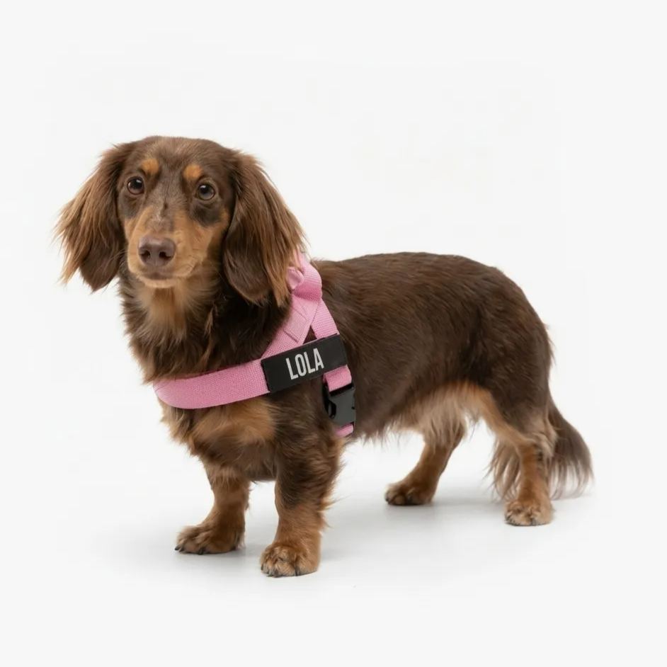 Adjustable Neck & Chafe Resistant Dog Harness