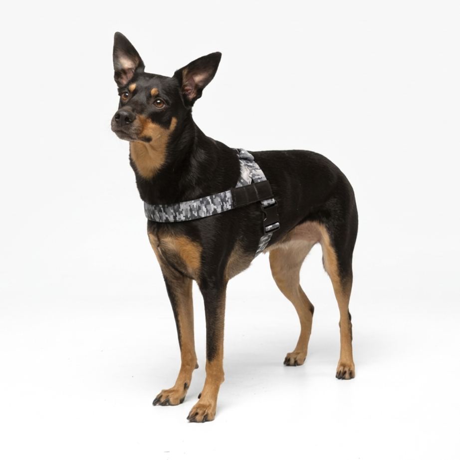 Adjustable Neck & Chafe Resistant Dog Harness
