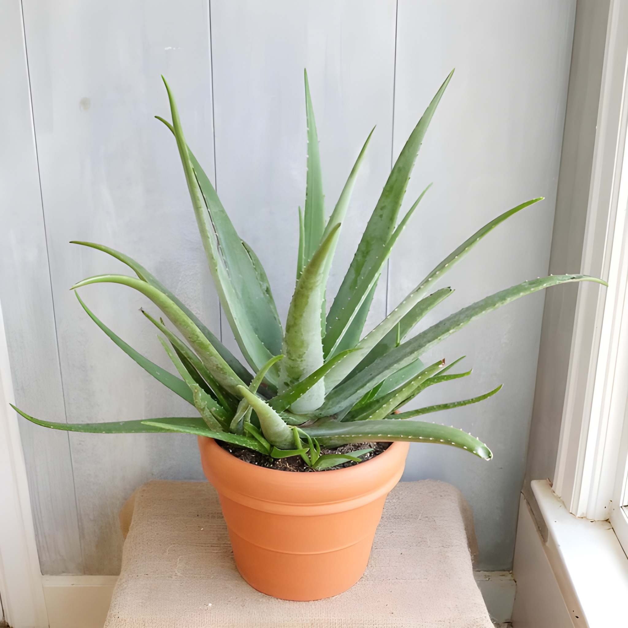  100 Pieces Aloe Vera Succulent Plant