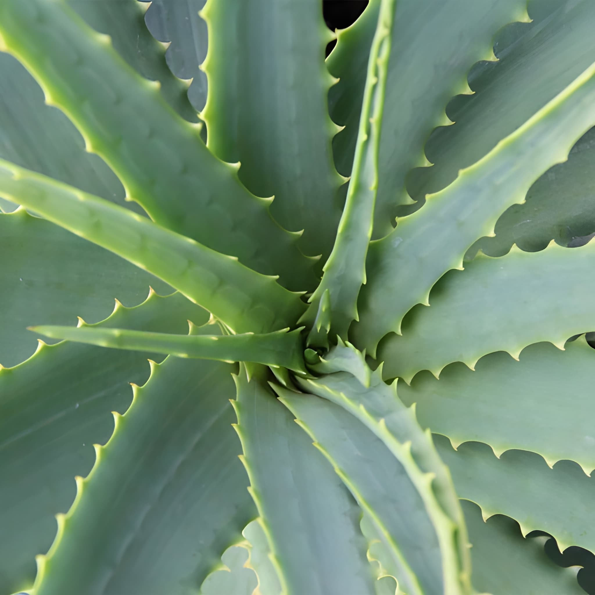  100 Pieces Aloe Vera Succulent Plant